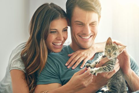How to adopt the perfect shelter cat