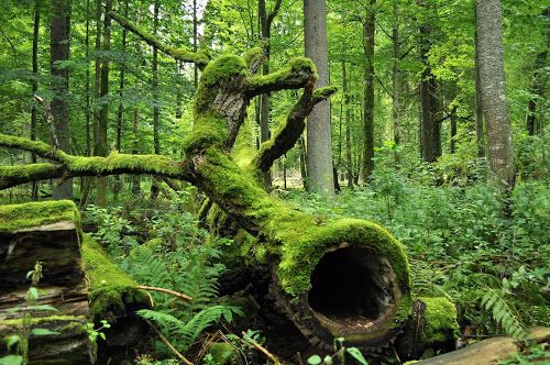 Białowieża Forest, which straddles the border between Poland and Belarus, one of the last and largest remaining parts of the primeval forest that once covered the European plain, and home to Europe's largest population of European bison.