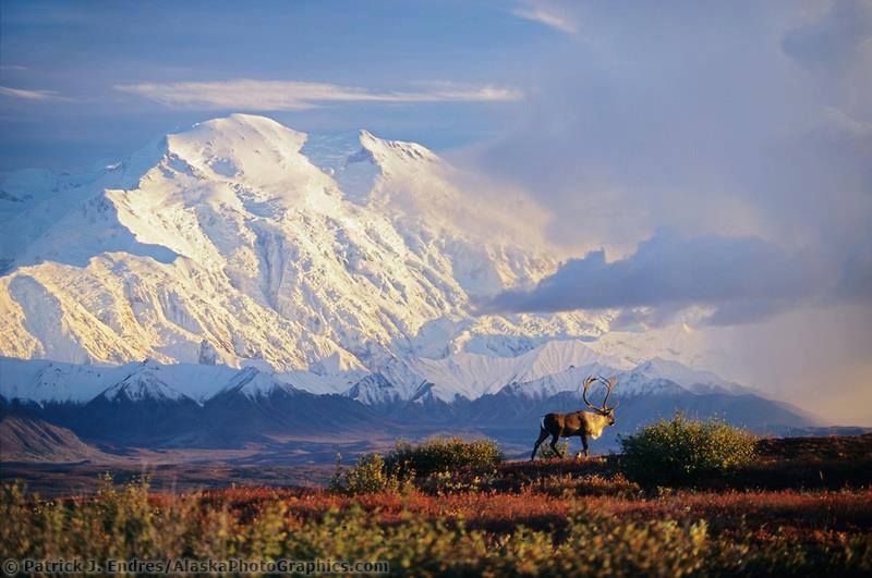 A bull caribou standing in the foreground of the snow-covered Denali (formerly Mount McKinley) in Denali National Park, Alaska.