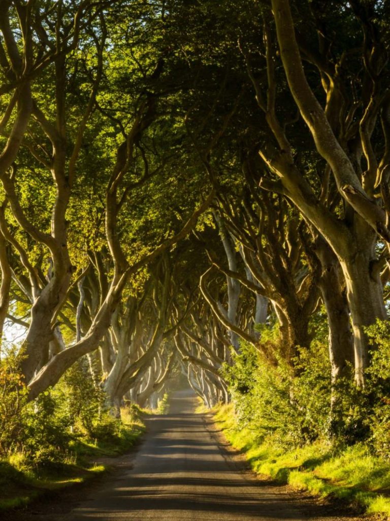 The Dark Hedges, a famous avenue of beech trees located in County Antrim, Northern Ireland, which was famously featured as the "Kingsroad" in the Game of Thrones series.