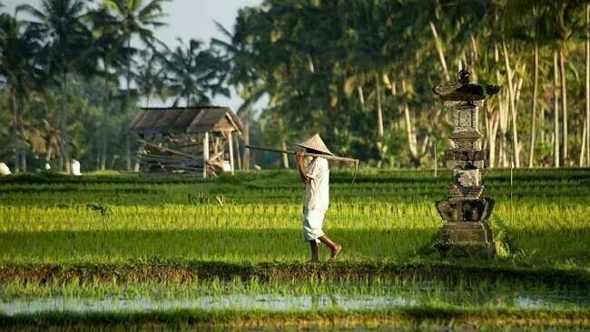 A local farmer is depicted walking through the paddies past a traditional Balinese stone shrine in Ubud, Bali, featured in the movie Eat, Pray, Love.